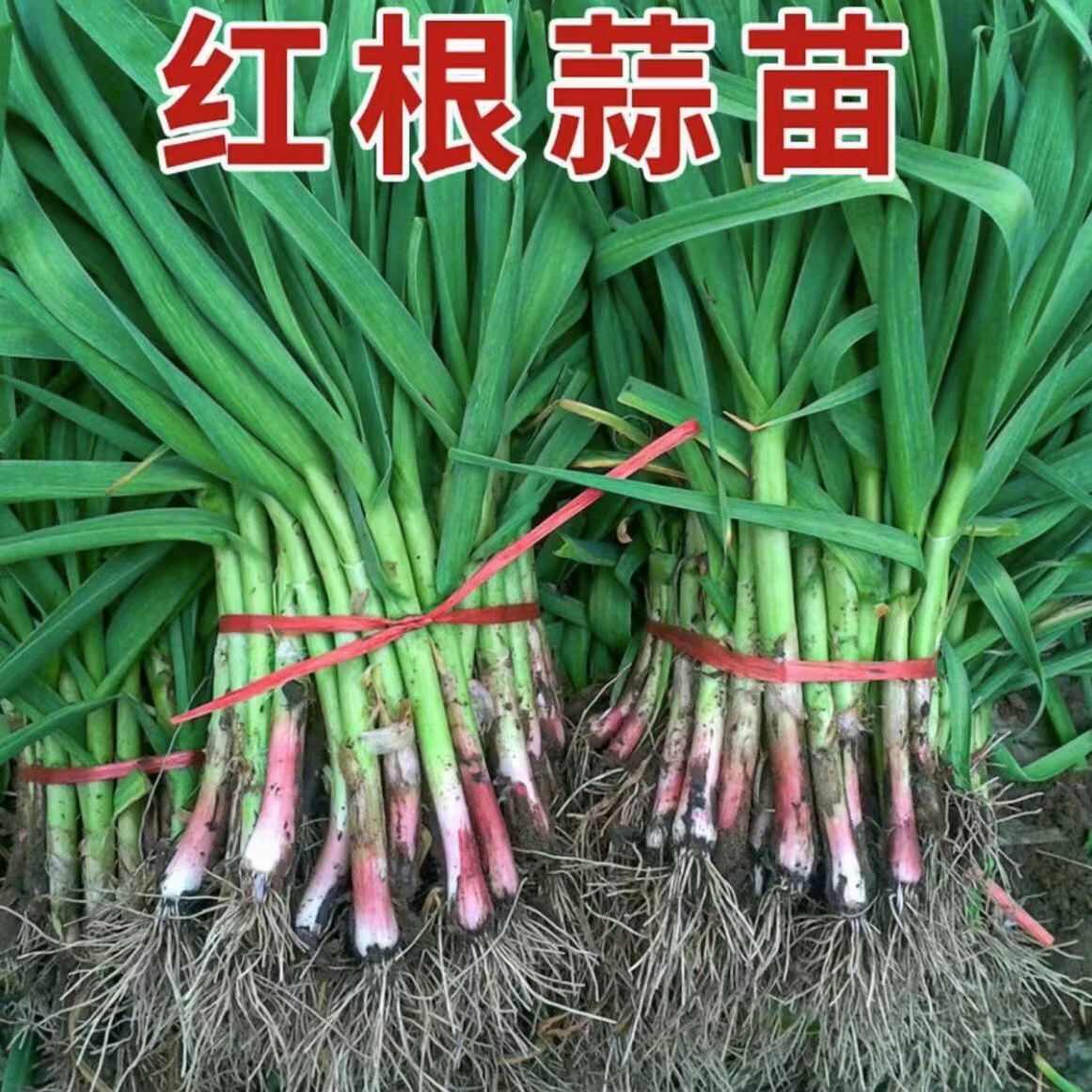 蒜苗紅根蒜苗支持水洗電商供貨