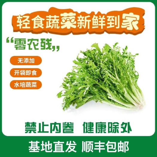 时空农场防雾袋装单颗蔬菜 苦菊 散叶生菜 紫叶生菜 罗马生菜