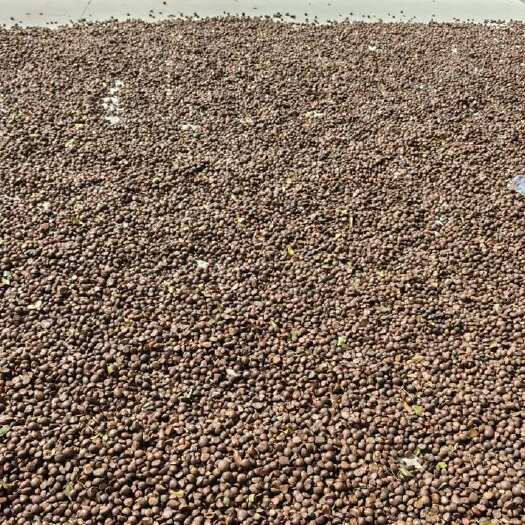 六安霜降后干油茶籽大量批发