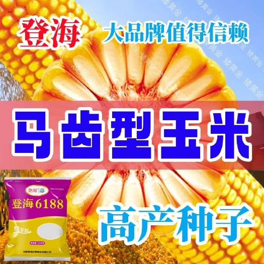 石家庄登海6188国审红轴特大棒耐高温抗锈病抗倒抗旱玉米种子