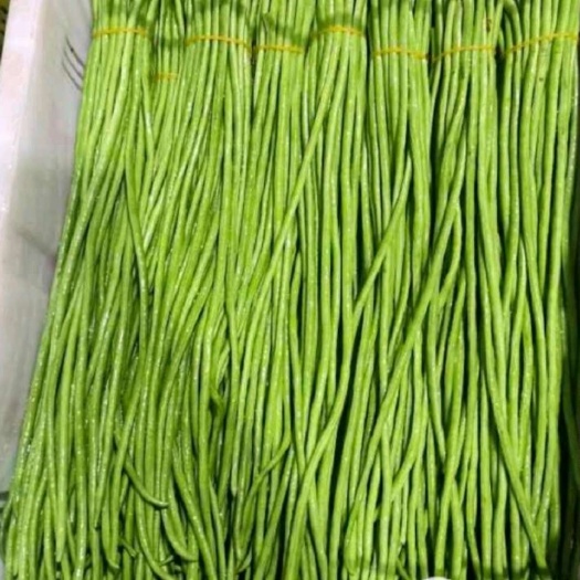 福建绿长豆，新苗质量好，适合各大市场