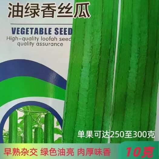 香丝瓜种子 肉丝瓜种籽丝瓜爬藤杂交早熟抗病丰产油亮肉厚基地用