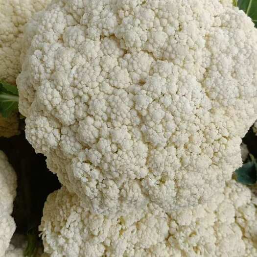 博爱县万亩蔬菜基地花菜￼