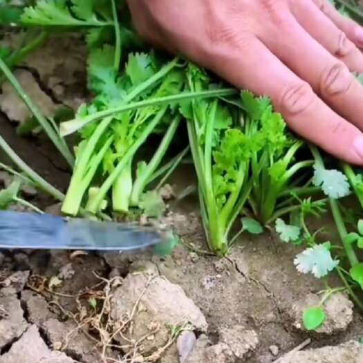 天门市香菜