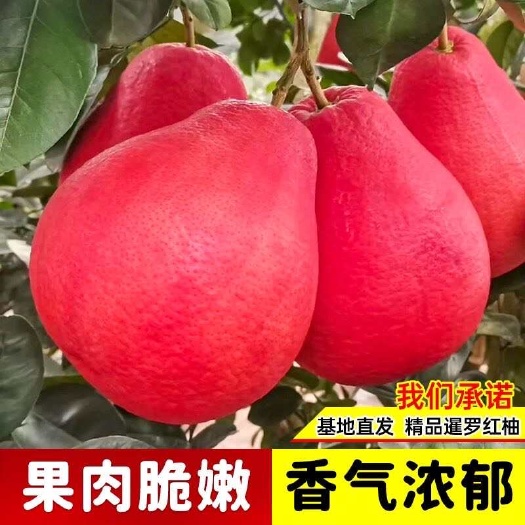 灵山县暹罗红柚树苗正品嫁接泰国暹罗红柚苗又名大红袍柚苗盆栽地栽庭院