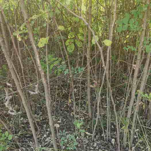 伊川县刺槐苗