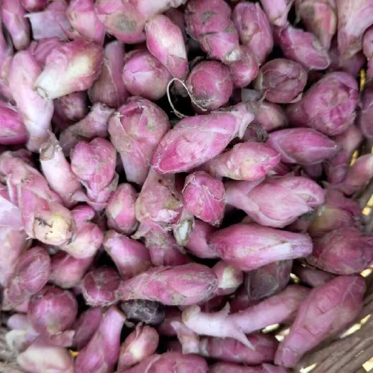 清水县清水县精品款冬花，颜色鲜泽，颗粒饱满