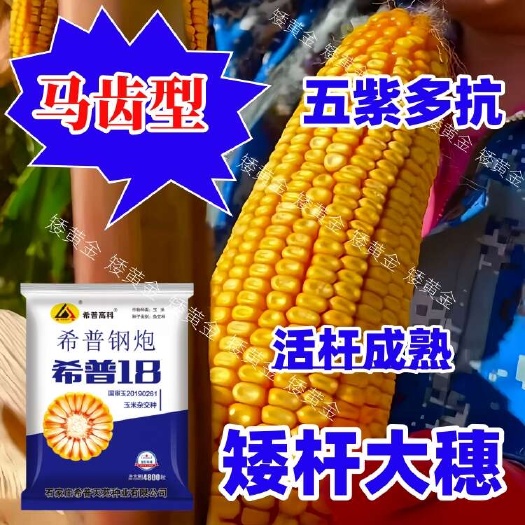 石家庄国审杂交大马牙矮杆耐高温玉米种子早熟抗旱抗病饲料用种子批发