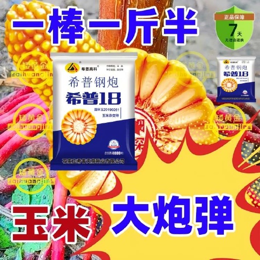 石家庄国审紫根紫杆玉米抗病抗倒耐高温矮杆大穗南方北方均可种植包邮