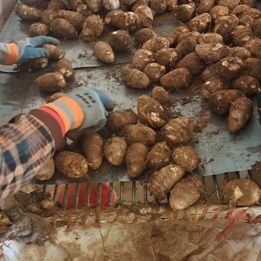 莒县毛芋头六毛欢迎采购商选购