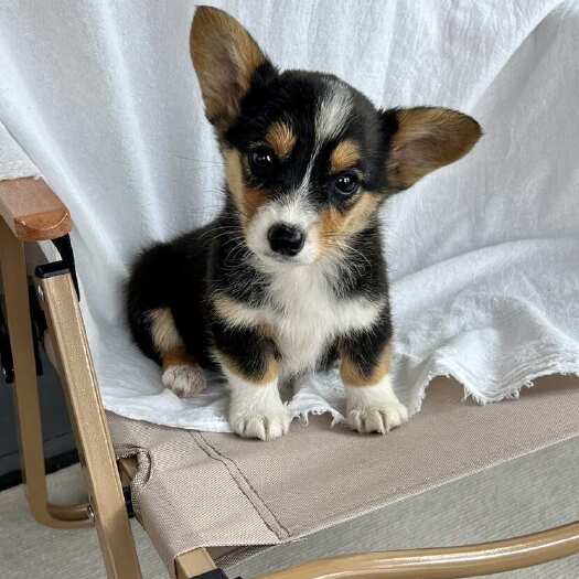 徐州柯基犬