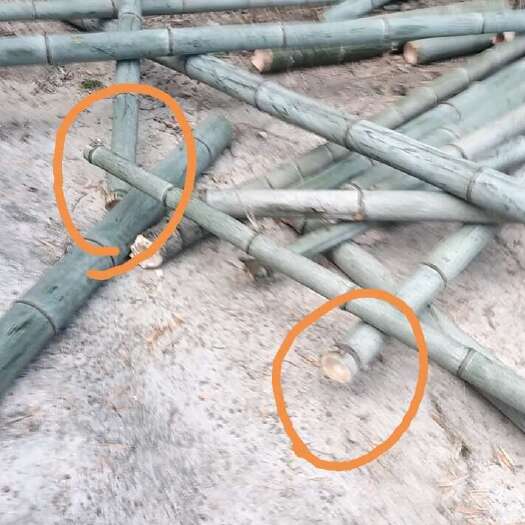 绍兴楠竹