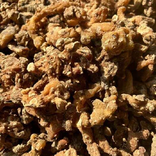 松桃县黄精干，黄精，黄精滋补药材