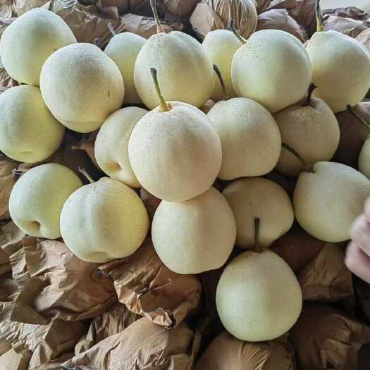 赵县秋冬水果必选之月白鸭梨