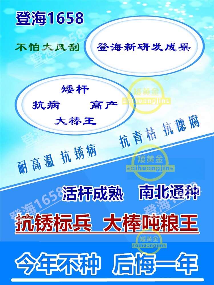 登海玉米新品种耐高温抗锈病玉米种子矮杆红轴大棒粮食饲料兼用