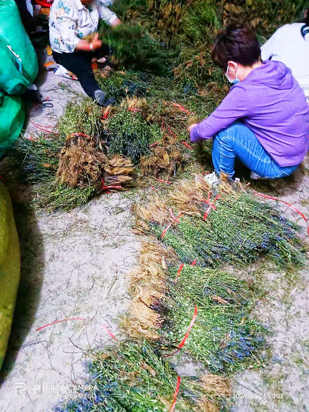 【甄选】半枝莲，带根全株，色绿，短杆，无杂质。2024新货