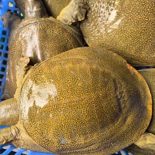 黄金甲  黄油甲鱼