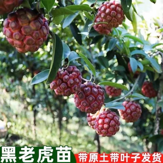 粉红黑老虎苗 广西基地直发爬藤布福娜苗带营养土球发货成活率高