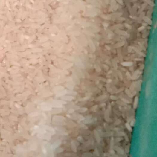 麻城市精品稻谷