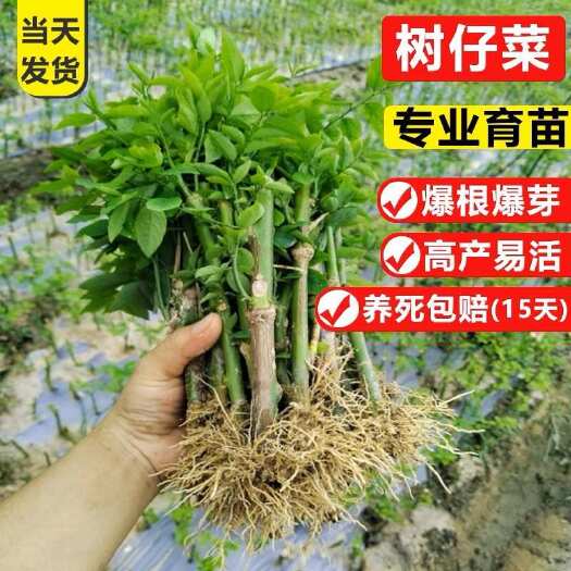 博白县树仔菜苗，￼海南五指山，天绿香