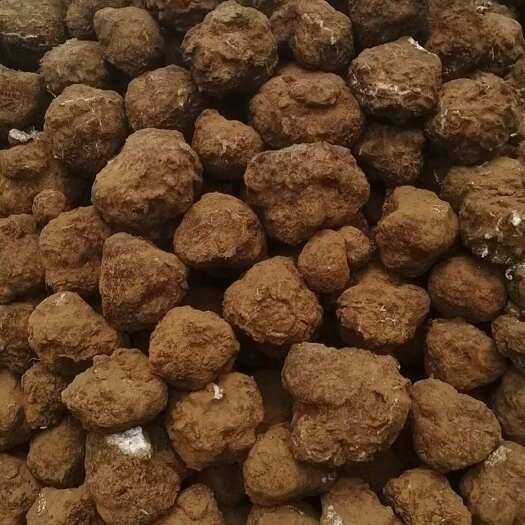 楚雄市云南新鲜茯苓个新鲜茯苓现挖现发新鲜茯苓白茯苓茯苓个茯苓整个发