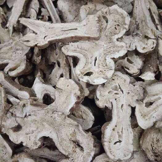 成都白术