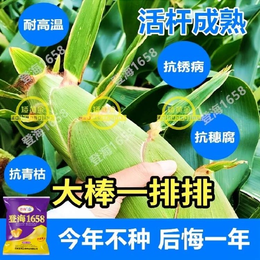 石家庄吨粮新选择红轴大棒新品种玉米种子矮杆抗倒抗病南方北方种植