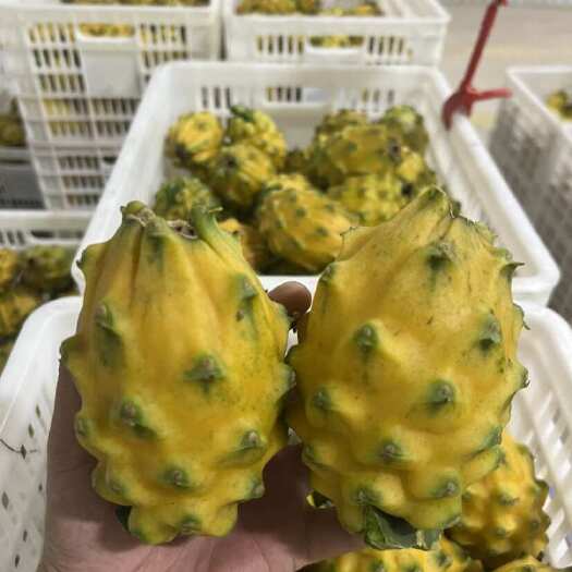 景洪市西双版纳雨林嘉品燕窝果