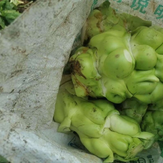 重慶市重慶涪陵小葉榨菜新鮮根莖蔬菜直供