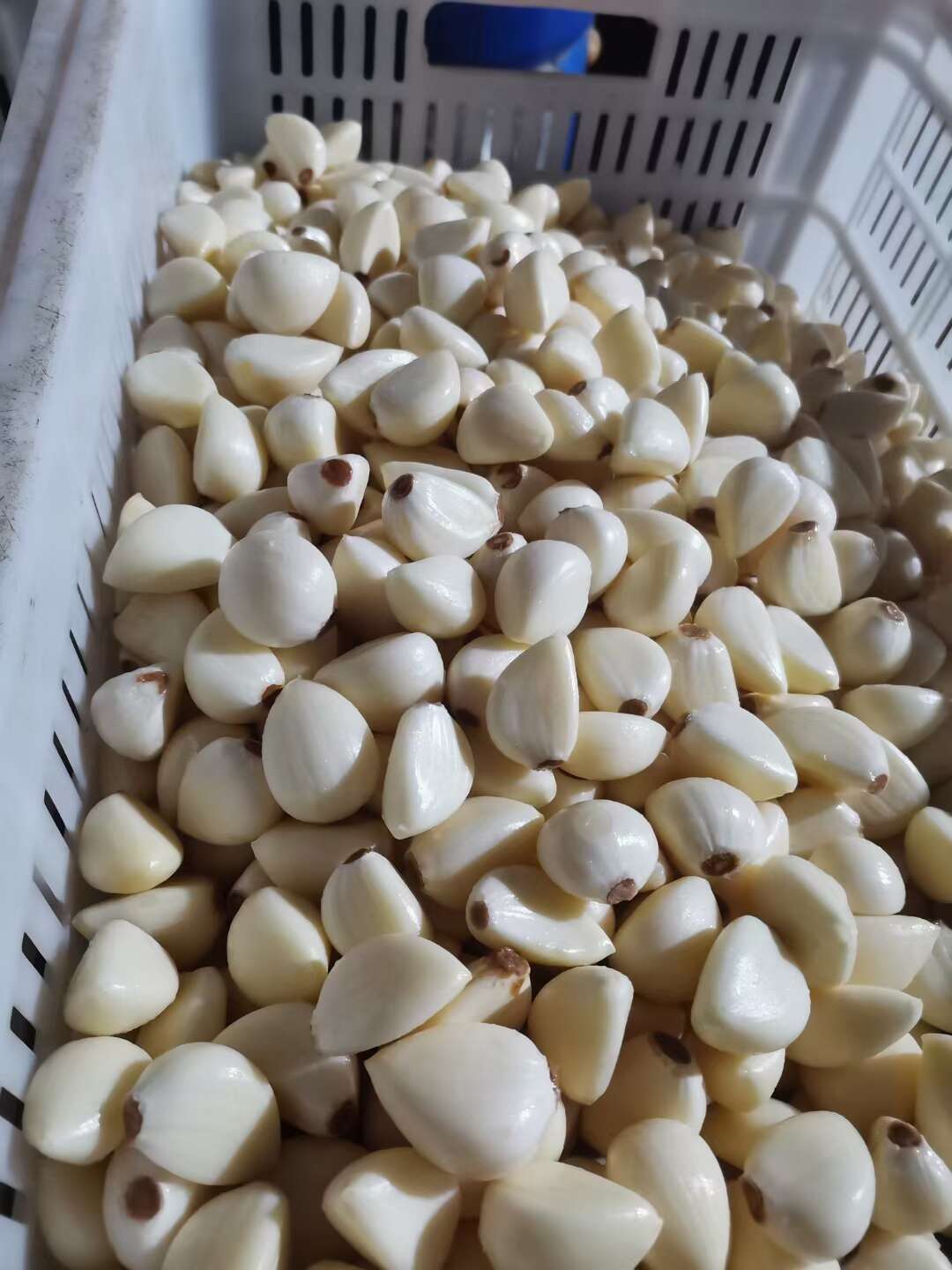 苍山四六瓣蒜米 大颗粒7小颗粒6