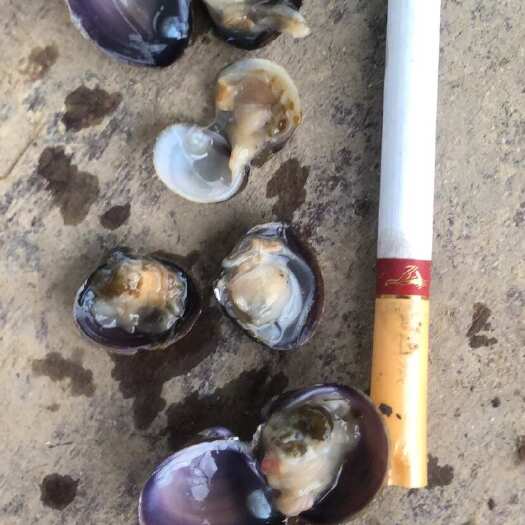 南安市河蚬肉肥