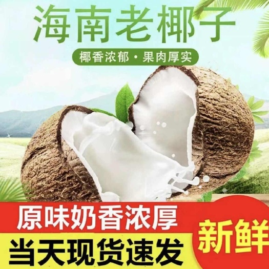 海南文昌毛椰子大果椰皇新鲜当季水果煲汤榨椰汁老椰子批发包邮
