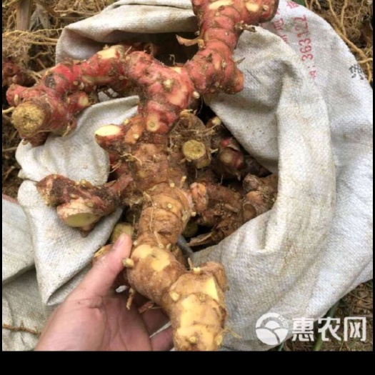 梧州新鲜本地南姜
