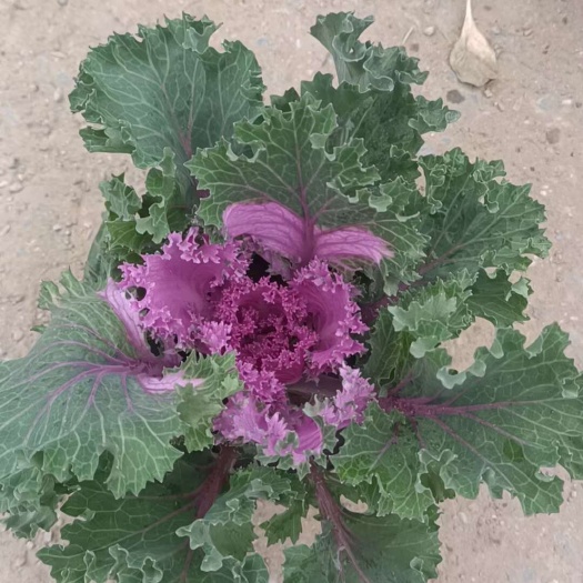 青州市羽衣甘蓝 冬季牡丹  冬季观赏花卉 耐低温