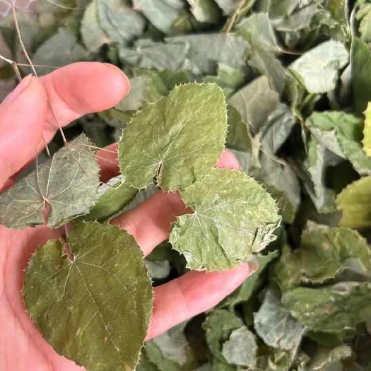 洛南县秦岭小圆叶淫羊藿