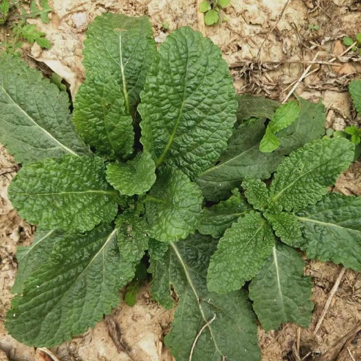确山县蛤蟆草，荔枝草，，自然晒干，色绿味浓。产地直发，一手货源