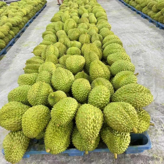 凭祥市越南干尧榴莲产地批发，质优价廉，欢迎咨询