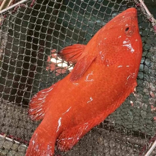 东山县红瓜子斑