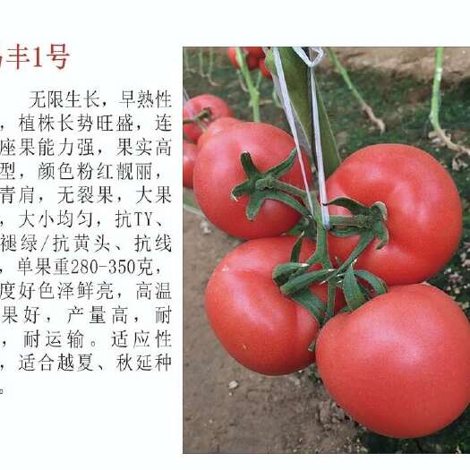 寿光市早春硬粉西红柿种子番茄种子抗病毒耐裂果大果型