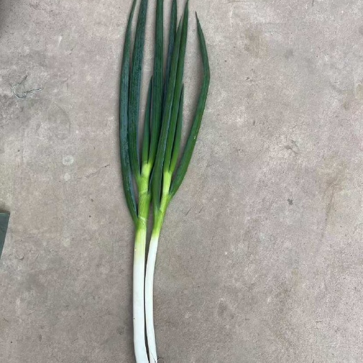 邯郸钢葱新鲜直销 河北邯郸永年区产地发货 新鲜蔬菜品质保证