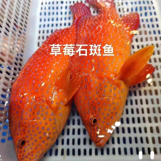 东山县草莓斑