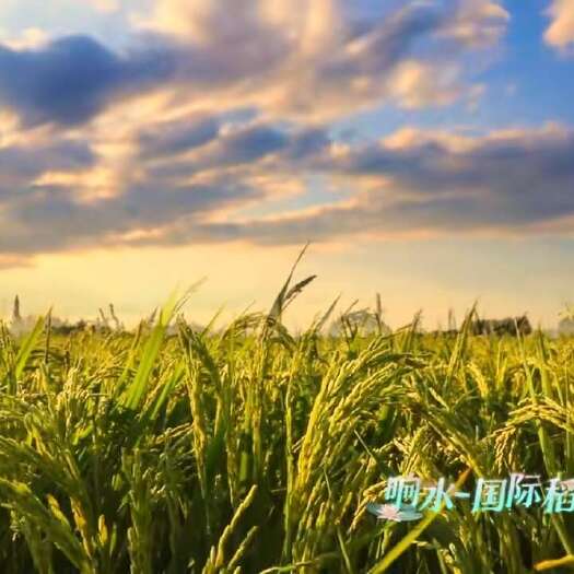 稻谷