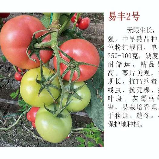 寿光市越冬早春硬粉大果产亮高硬度好番茄苗荷兰品种