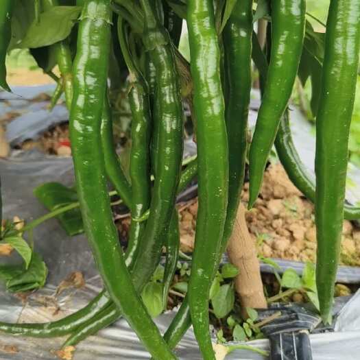 3号线椒、线椒、8号线椒、黑线