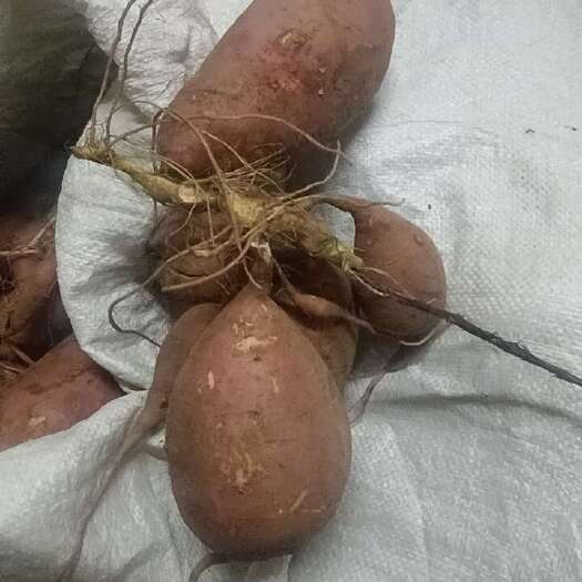 新沂市烟蜜25，口感香甜软糯，男女老少皆宜。