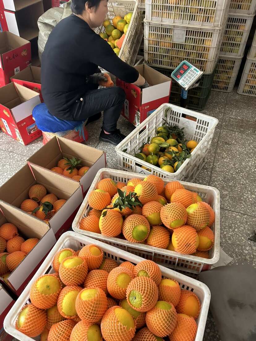 精品九月红橙 湖北秭归特产 65-85mm甜润多汁