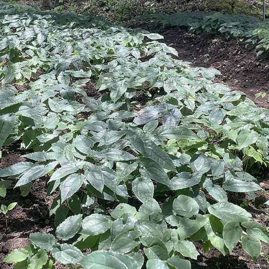 西乡县黔藿1号高含量箭叶淫羊藿产量高品质好，含量远超2020年药典