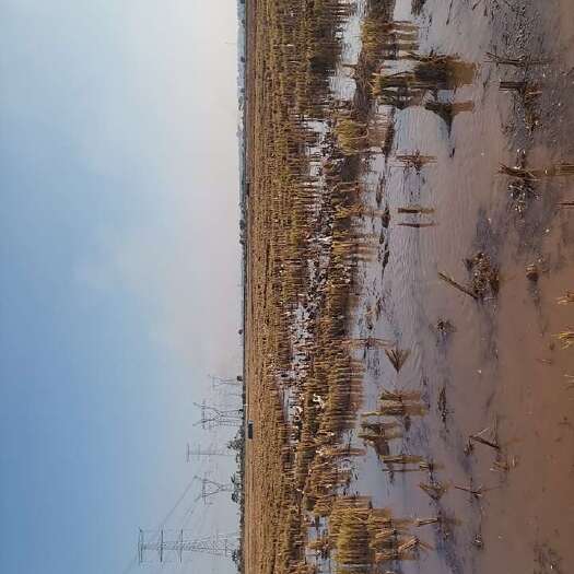 进贤县放养跑田蛋鸭