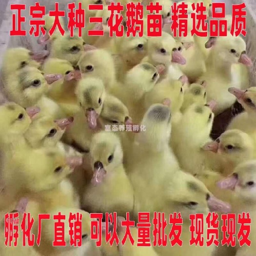灌云县三花鹅苗诚信商家 货到满意付款 满千送百诚信服务
