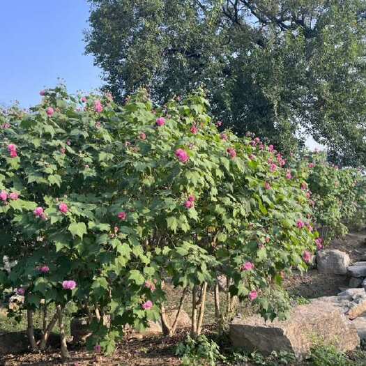 长沙木芙蓉  湖南木芙蓉